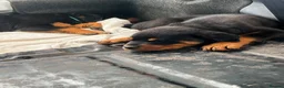 Rottweiler dogs for sale: Puppies - Advert 11