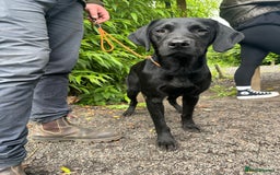 Labrador Retriever dogs for stud: Fully health tested working black Labrador  - Image 6