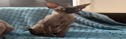 Sphynx cats for sale: Astra and Onyx 🐾 - Advert 3