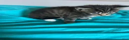 Mixed Breed cats for sale: 4 kittens  - Advert 10