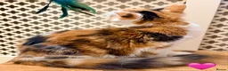 Maine Coon cats for sale: 💖 MAINE COON X RAGDOLL *PARENTS HEALTH TESTED* 💖 - Advert 7