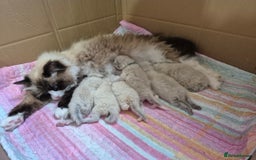 Siberian cats for sale: Pedigree Neva Masqurade/kittens - Image 10