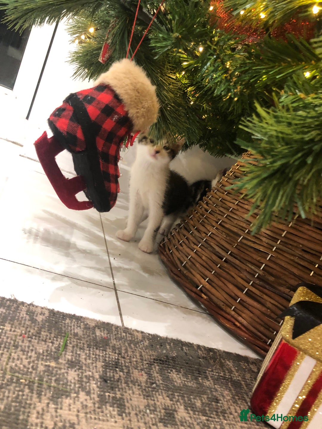 Mixed Breed cats for sale: 4 Lovely kittens for sale  - Advert 2