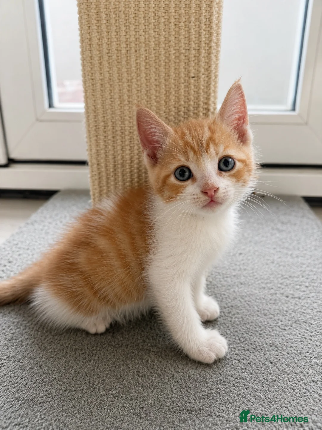Scottish Fold cats for sale: 🐾 Beautiful Scottish Mix Kittens 🐾 - Advert 2