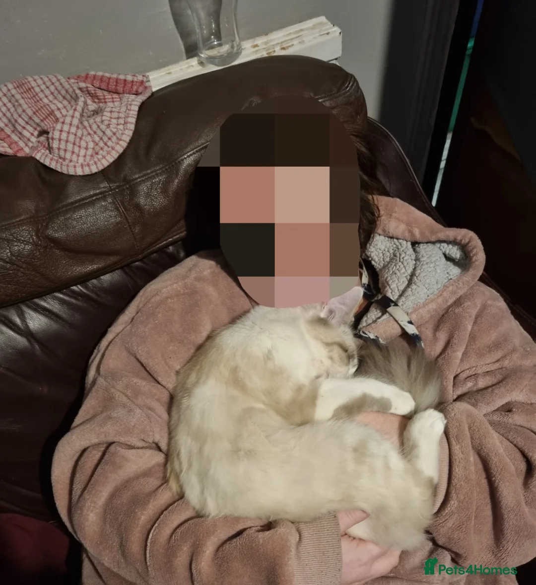 Turkish Angora cats for sale: Lovely Turkish angora male cat - Advert 5