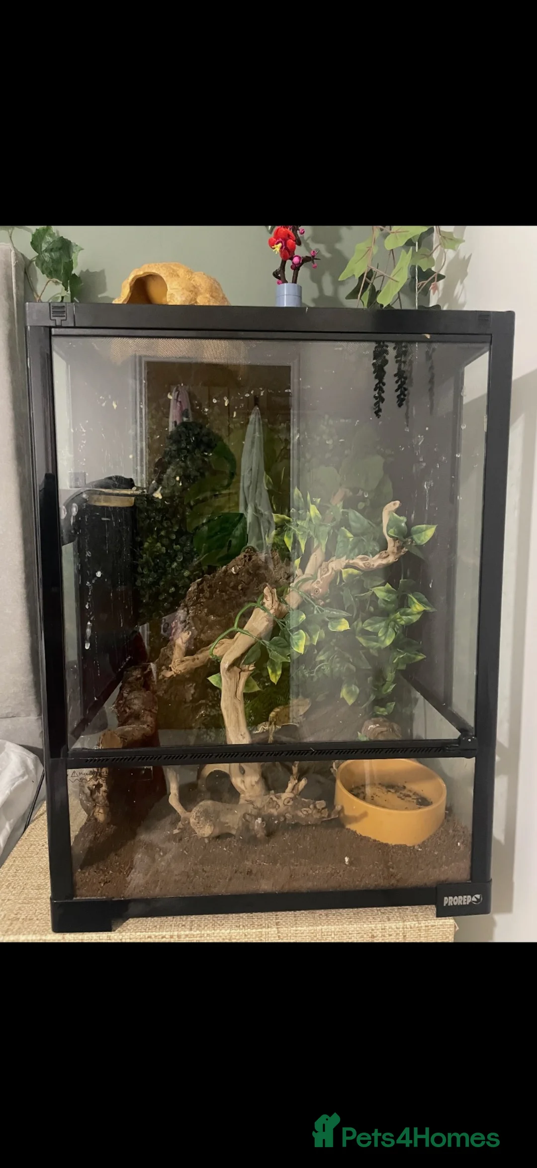 Gecko reptiles for sale: Crested Gecko in Pontypridd - Advert 2