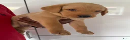 Labrador Retriever dogs for sale: Beautiful pure labrador retriever puppies. - Advert 12