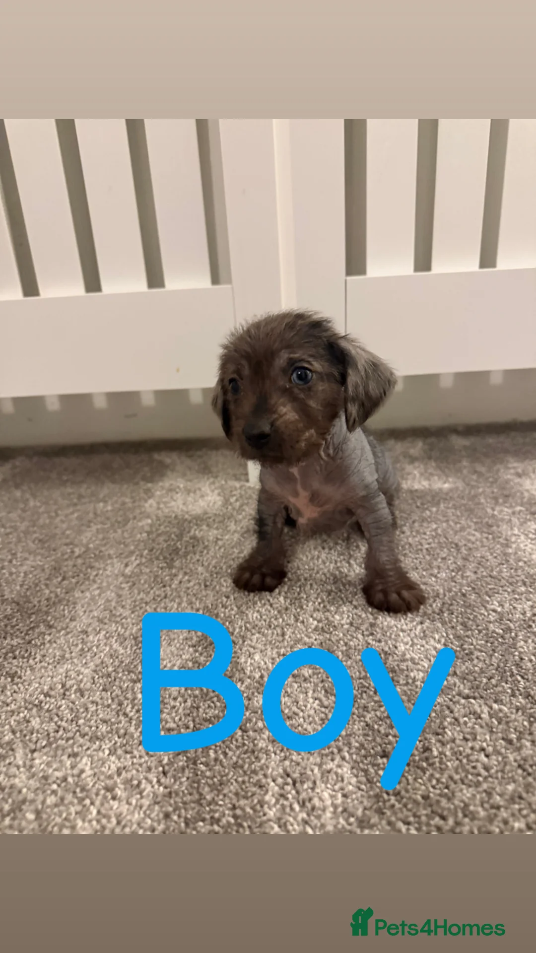 Mixed Breed dogs for sale: Miniature Dachshund cross puppies  - Advert 1