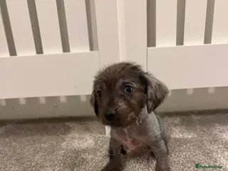 Mixed Breed dogs Miniature Dachshund cross puppies - Advert 1