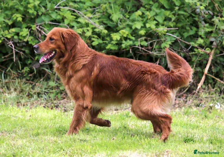 Golden Retriever dogs BRINSWORTHY DENMAN OF JALK A DOG OF A LIFETIME! in Doncaster - Advert 1