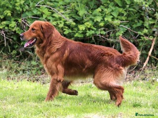 Golden Retriever dogs BRINSWORTHY DENMAN OF JALK A DOG OF A LIFETIME! in Doncaster - Advert 7