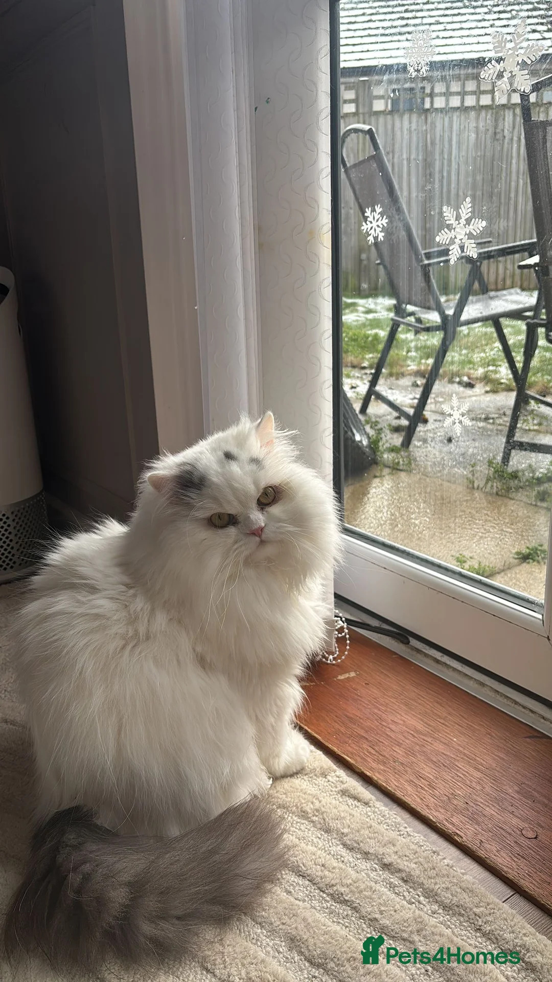 Persian cats for sale: Beautiful Persian Chinchilla Cat: Theodore - Advert 4