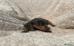 Miniature Dachshund dogs for sale: True To Type Miniature Dachshunds  - Image 8