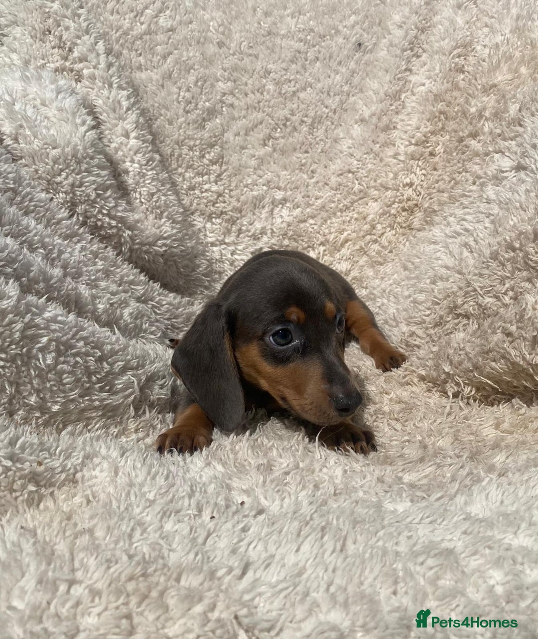 Miniature Dachshund dogs for sale: True To Type Miniature Dachshunds  - Image 8