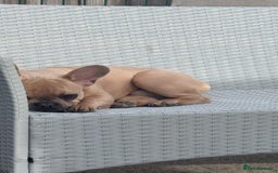 French Bulldog dogs for sale: Fawn French bulldog  - Image 6