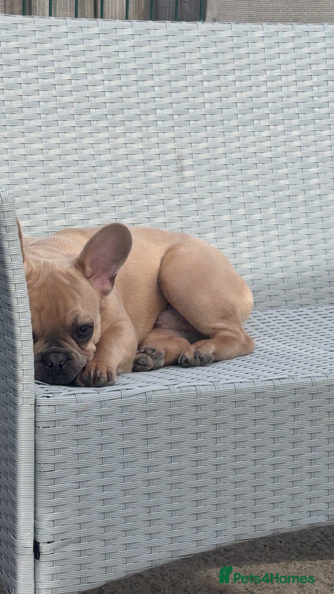 French Bulldog dogs for sale: Fawn French bulldog  - Image 6