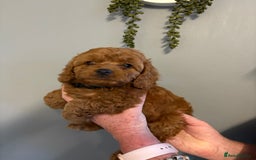 Cockapoo dogs for sale: Red F1 toy cockapoo puppies - Image 14