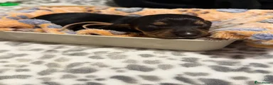 Miniature Dachshund 1