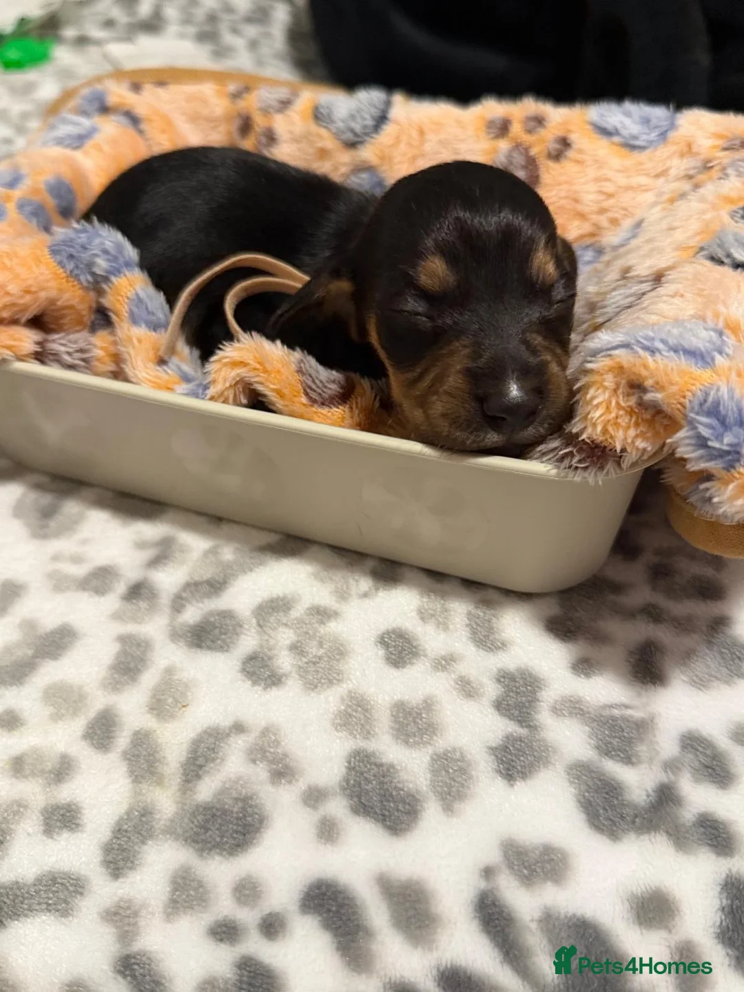 Miniature Dachshund dogs for sale: 🩷Beautiful Miniature Dachshund Girls🩷 in Thetford - Advert 2
