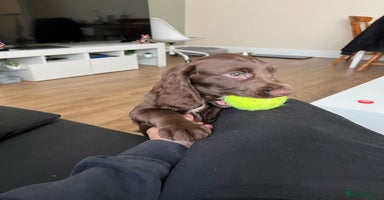 Cocker Spaniel dogs - Advert 10