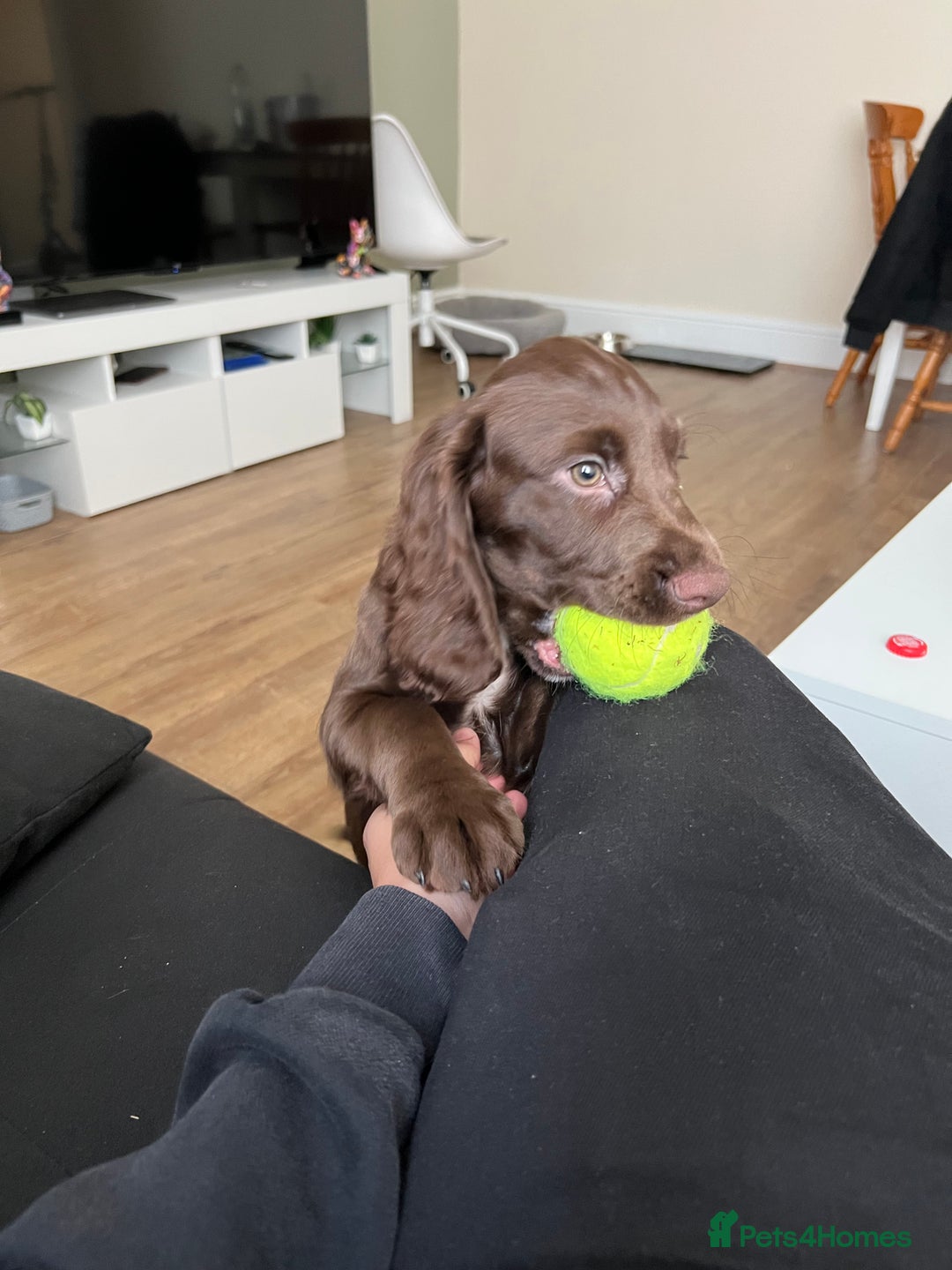 Cocker Spaniel dogs for sale: A beautiful chocolate cocker spaniel girl - Image 2