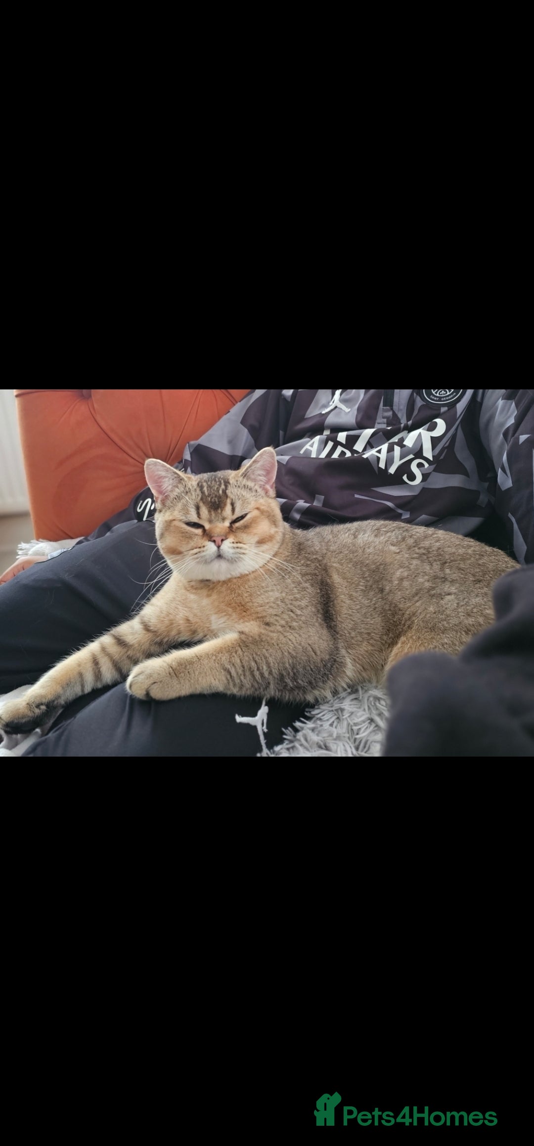 British Shorthair cats for sale: British shorthairs and Scottish straights - Advert 21