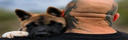 Akita dogs for sale: Akita puppy  - Advert 2