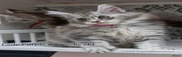 Maine Coon cats for sale: READY NOW GCCF Registered Maine Coon Kittens - Advert 18