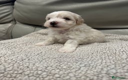 Maltipoo dogs for sale: Very small Maltipoo  - Image 10