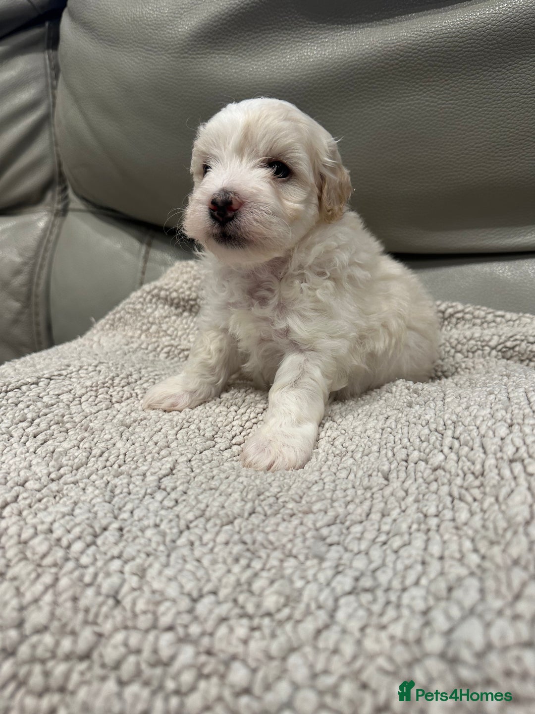 Maltipoo dogs for sale: Very small Maltipoo  - Image 10