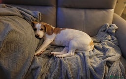 Beagle dogs for sale: Lemon Beagle - Advert 2