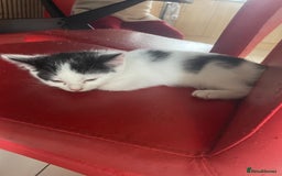 Mixed Breed cats for sale: Mixed  - Image 1