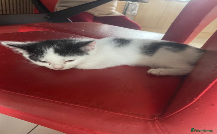 Mixed Breed cats - Advert 10