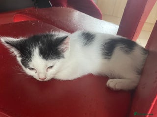 Mixed Breed cats - Advert 16