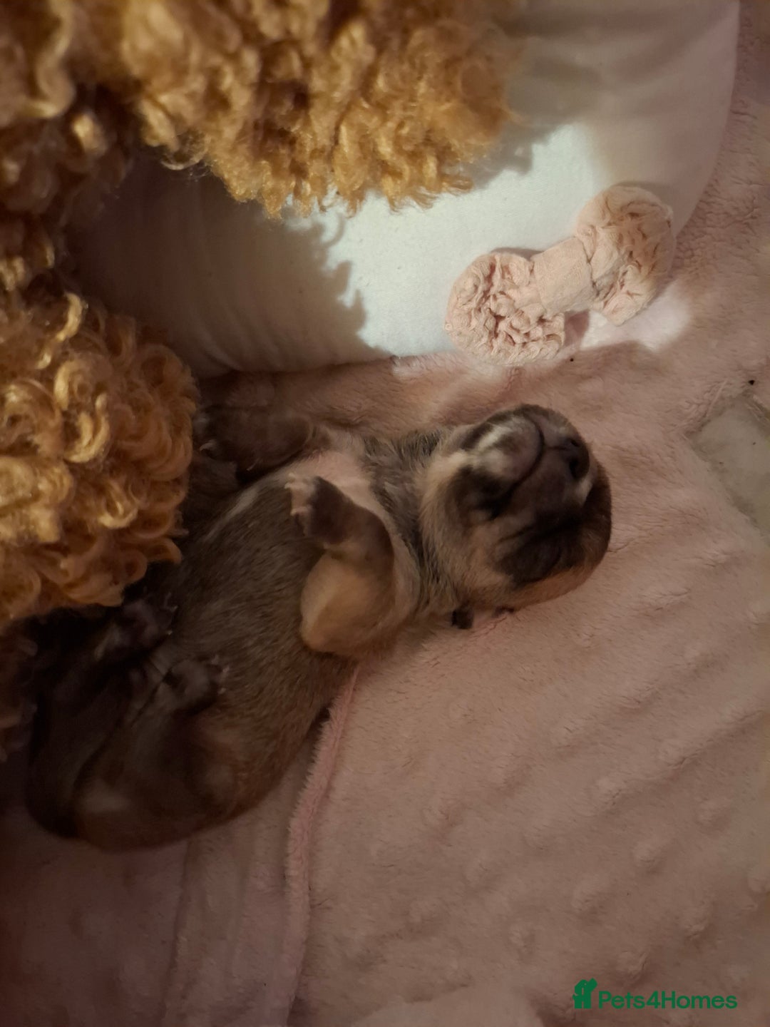 Chihuahua dogs for sale: Gorgeous Chihuahua puppies ❤️👑❤️ Bristol  - Advert 8
