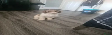 Cockapoo 2