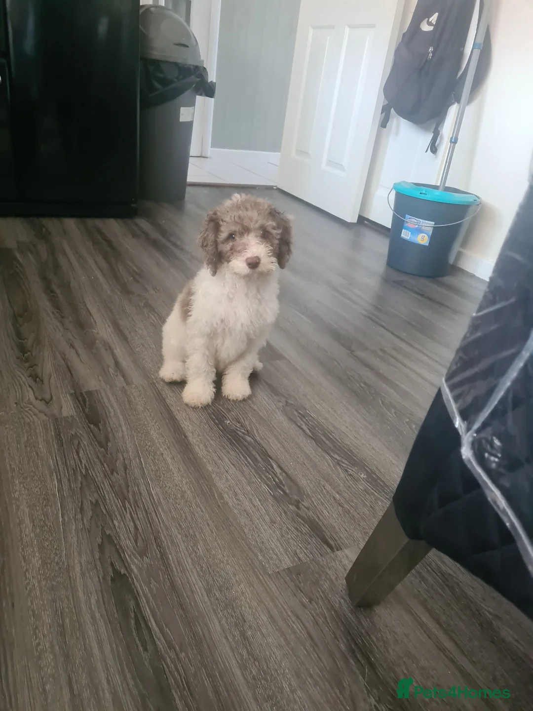 Cockapoo dogs for sale: Cockerpoo f2 puppy  - Advert 5