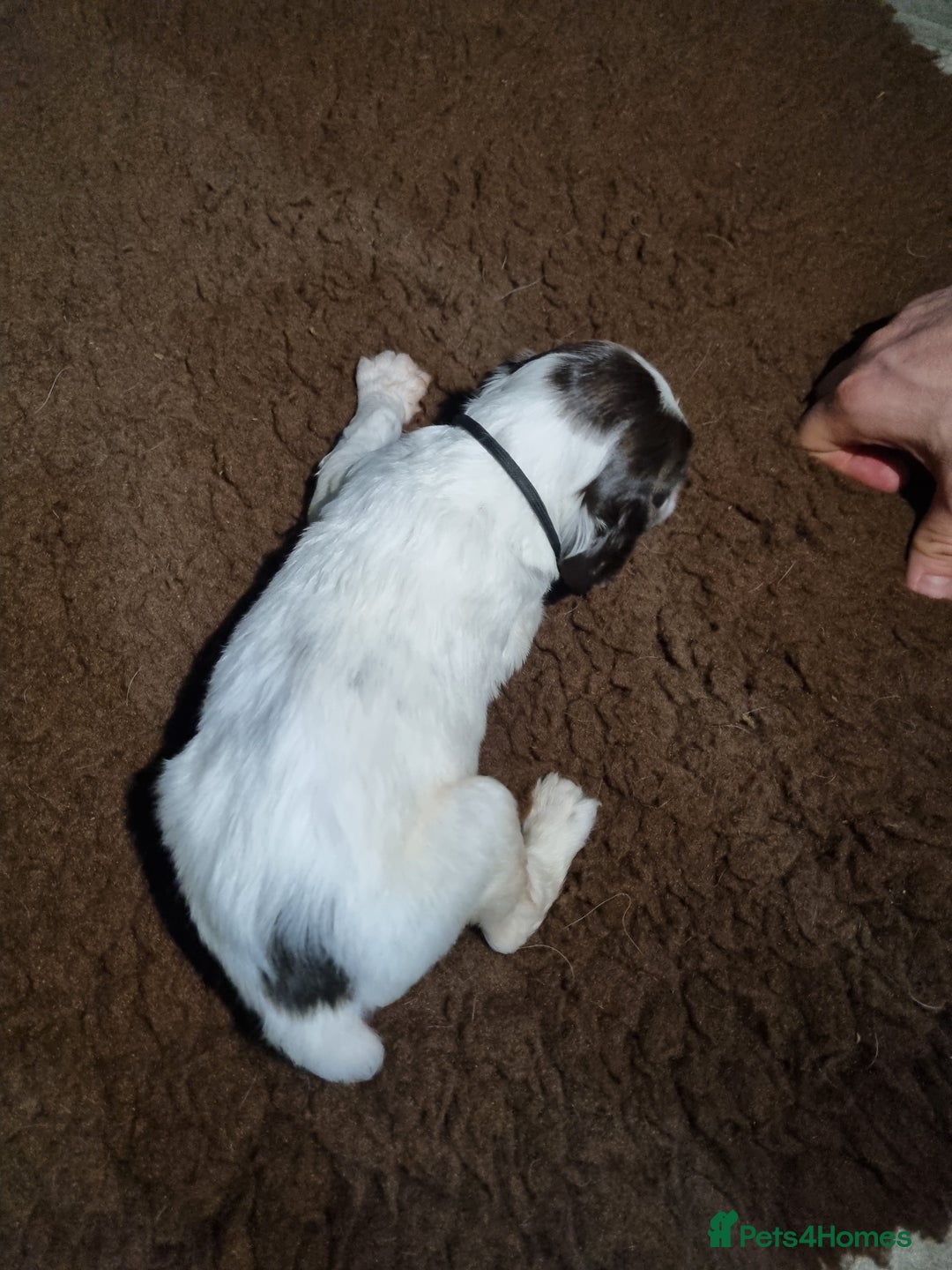 English Springer Spaniel dogs for sale: KC registered English Springer Spaniel puppies 🐾 - Advert 15