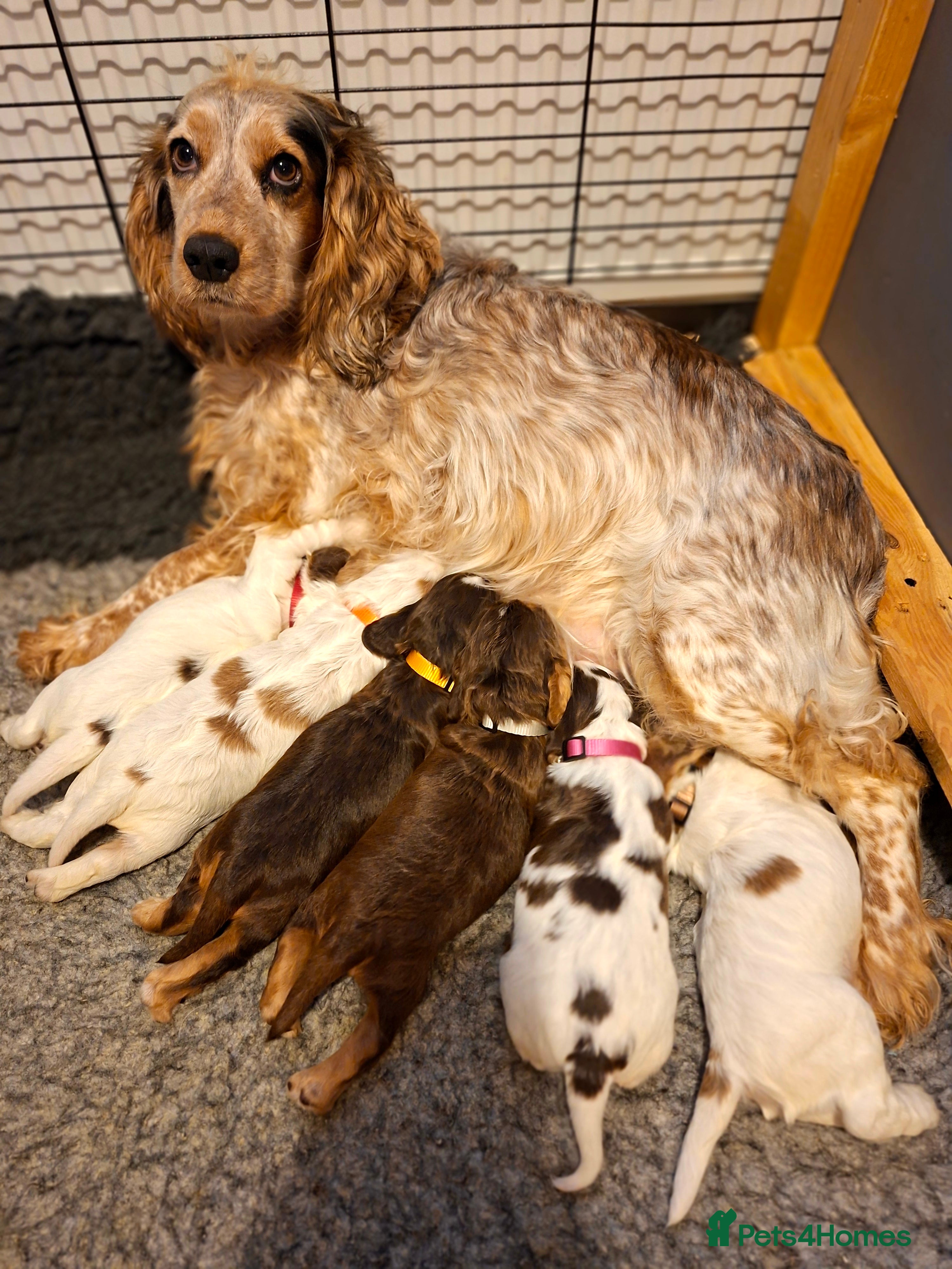 Cocker Spaniel dogs KC Registered Stunning Show tipe cocker spaniel  - Advert 2