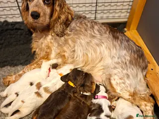 Cocker Spaniel dogs KC Registered Stunning Show tipe cocker spaniel - Advert 6