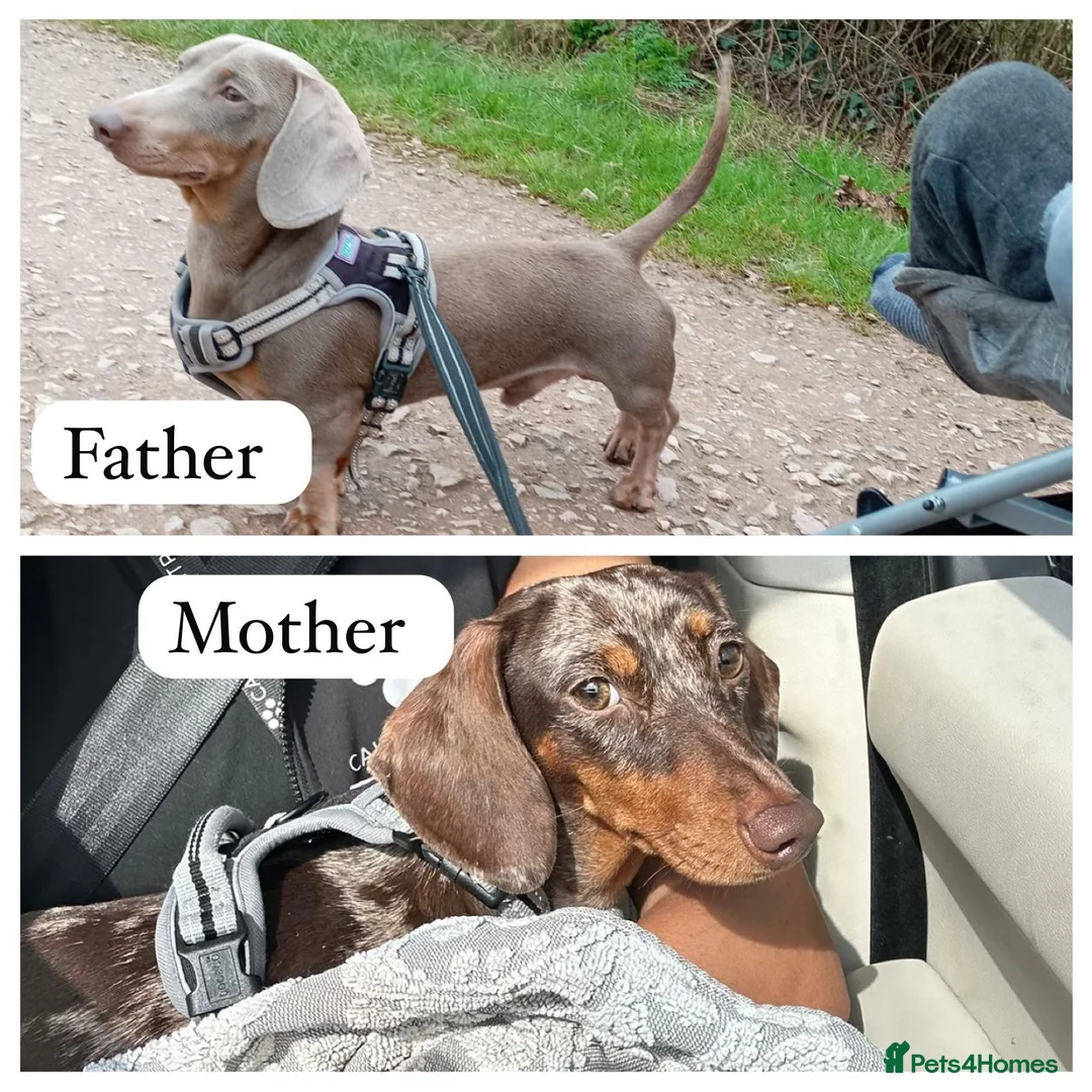 Miniature Dachshund dogs for sale: Beautiful Dachshund Male Puppies Ready now  - Advert 10