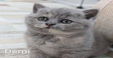 British Shorthair cats - Advert 14