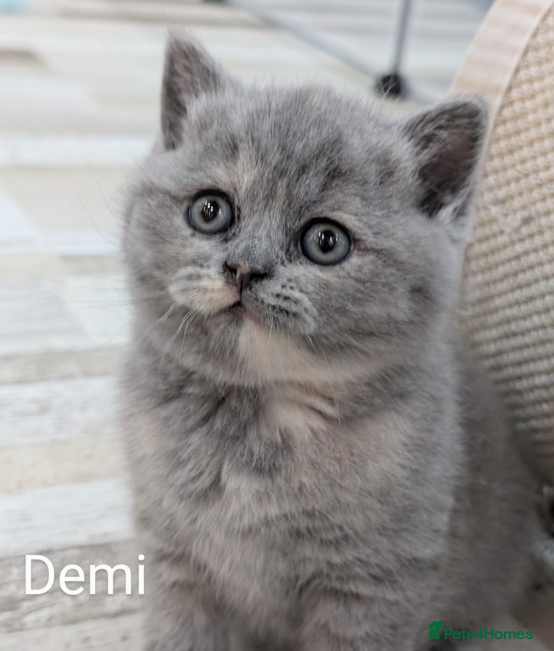 British Shorthair cats for sale: GCCF Registered British Shorthair Kittens for Sale - Image 4