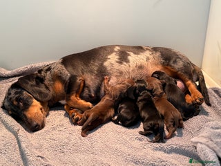 Miniature Dachshund dogs 🌸Stunning minature smooth haired dachshund🌸 - Advert 14