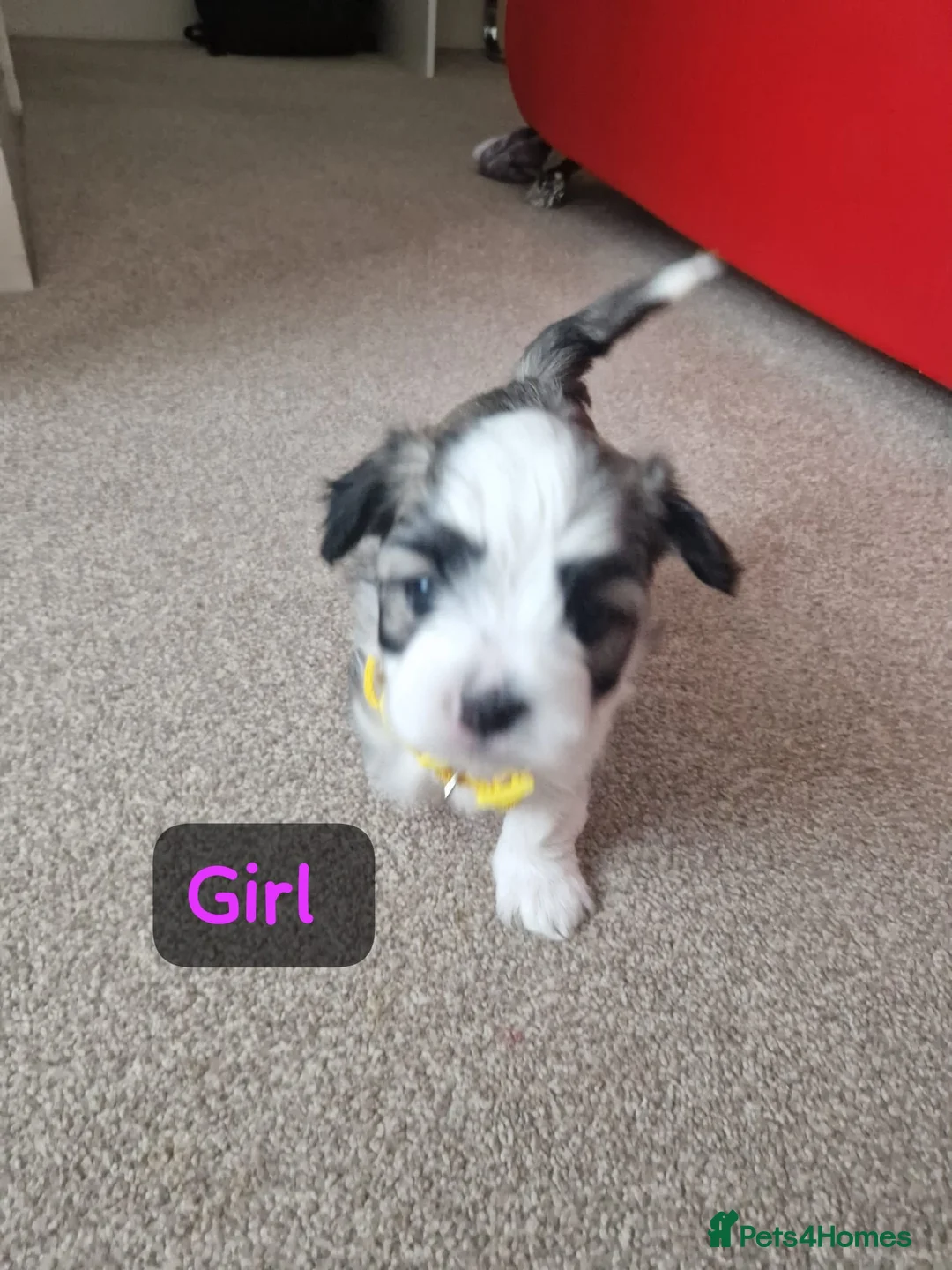 Bichon Frise dogs for sale: 3 bichions for sale - Advert 3