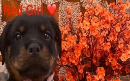 Rottweiler dogs for sale: Stunning kc registered Rottweiler pups.  - Image 6