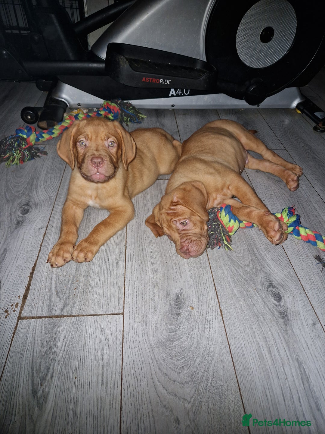 Dogue De Bordeaux dogs for sale: Reduced kc registered dogue de Bordeaux pups - Image 32