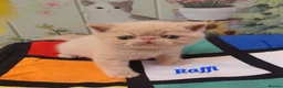 Exotic cats for sale: Chunky gorgeous Gccf registered boys  - Advert 4