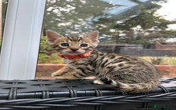 Bengal cats for sale: ❤️ PURE BENGAL KITTENS FOR RESERVATION! ❤️ in Birmingham - Image 30