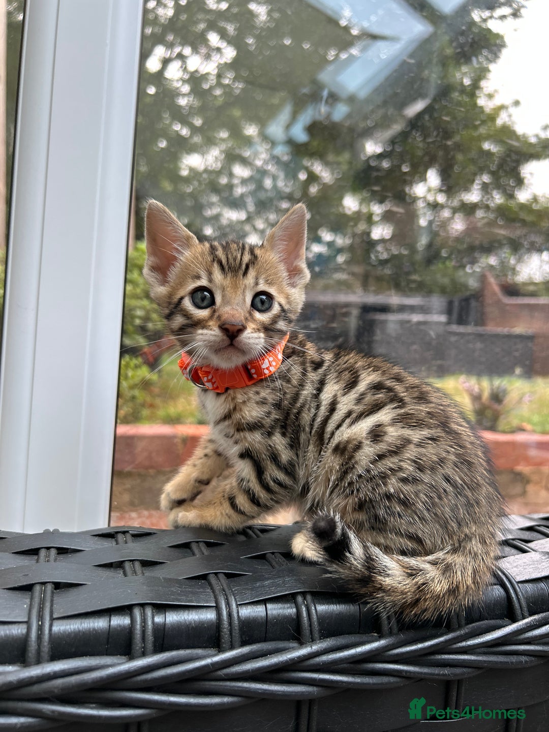 Bengal cats for sale: ❤️ PURE BENGAL KITTENS FOR RESERVATION! ❤️ in Birmingham - Image 30